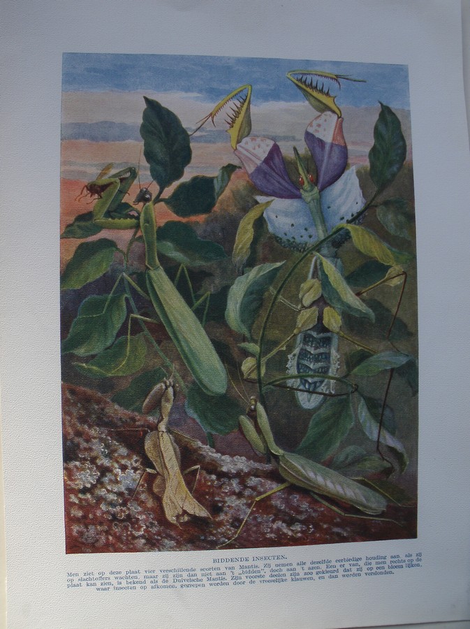 antique print (prent) - Biddende insecten.