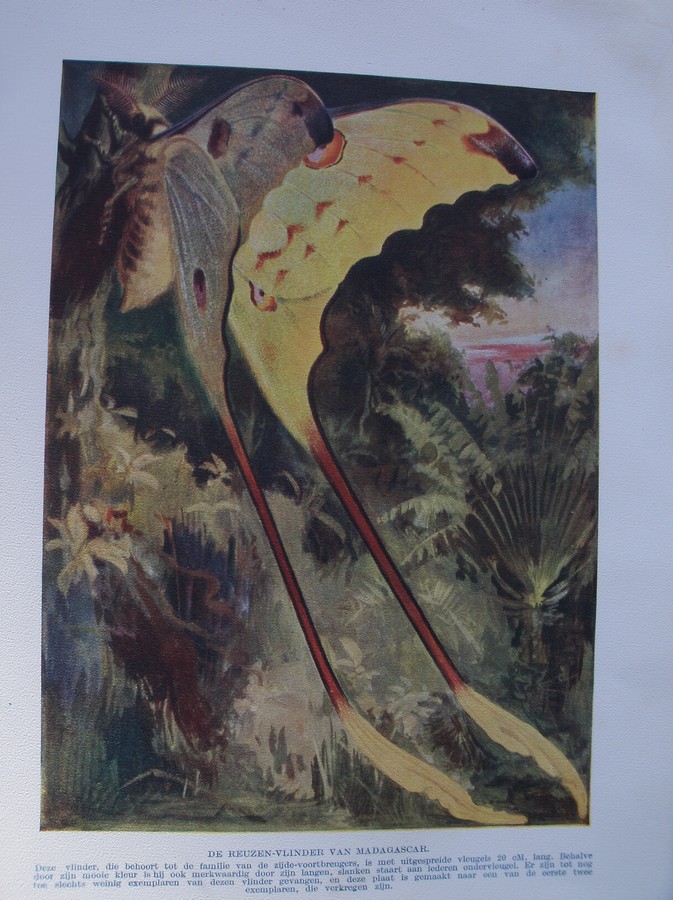 antique print (prent) - De reuzen vlinder van Madagascar.