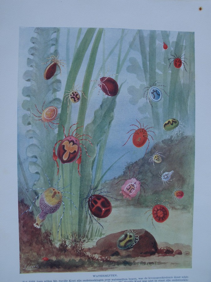 antique print (prent) - Watermijten.