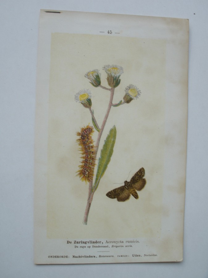 antique print (prent) - De Zuringvlinder, acronycta rumicis. Het koevinkje, Epinephele hyperanthus.
