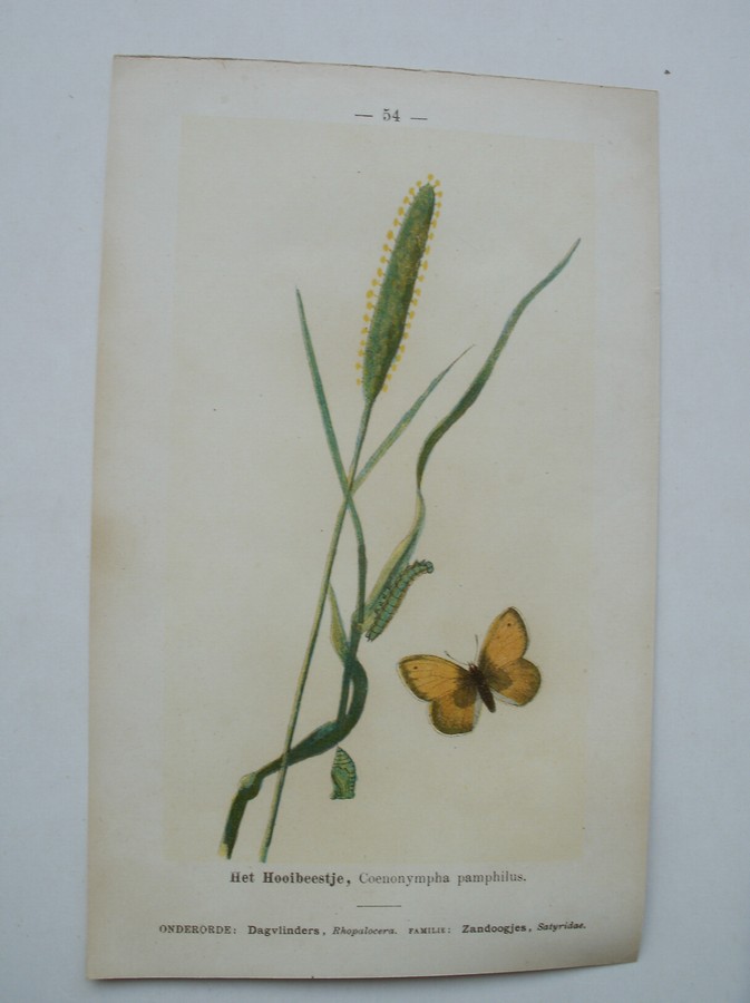 antique print (prent) - Het koperkapelletje, Plusia Chrysitis. Het hooibeestje, Coenonympha pamphilus.