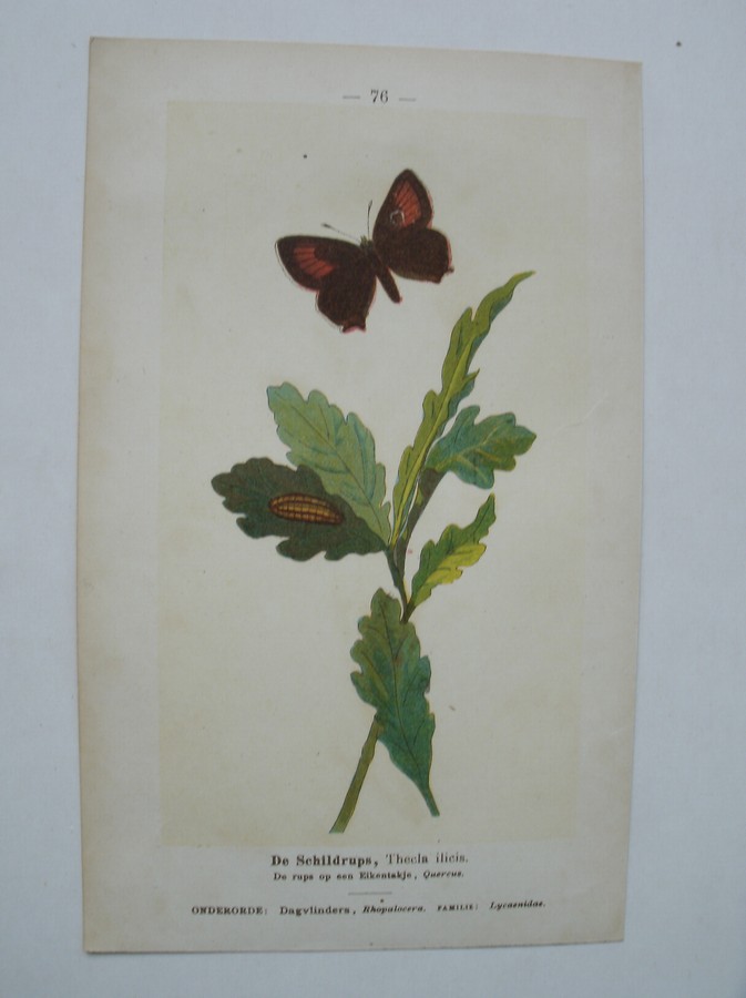 antique print (prent) - De wortelhoutvlinder, Lygris prunata. De schildrups, Thecla ilicis.