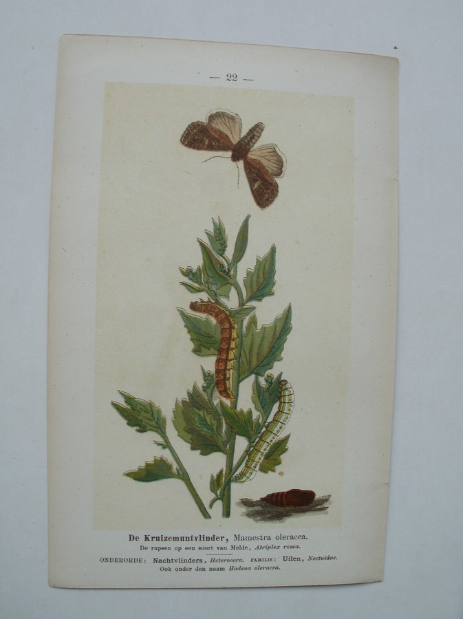 antique print (prent) - De horzelvlinder, Trochilium apiforme. De kruizemuntvlinder, Mamestra oleracea.