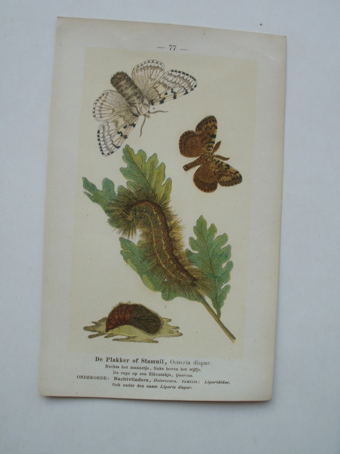 antique print (prent) - De Kajatehoutvlinder, Cidaria comitata. De plakker of stamuil, Ocneria dispar.