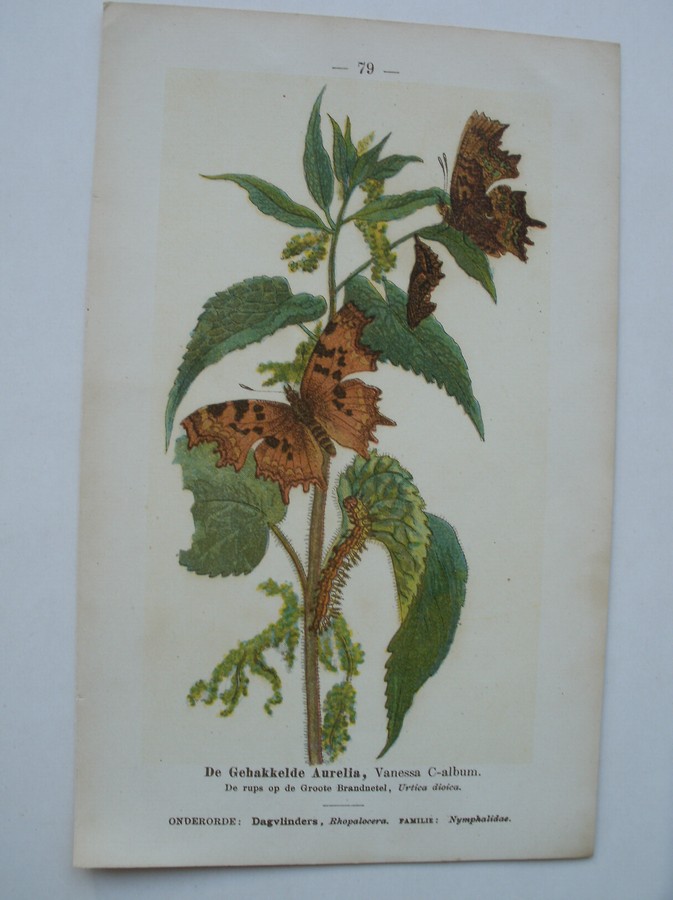 antique print (prent) - Het grasuiltje, Charaeas graminis. De gehakkelde Aurelia, Vanessa C-album.