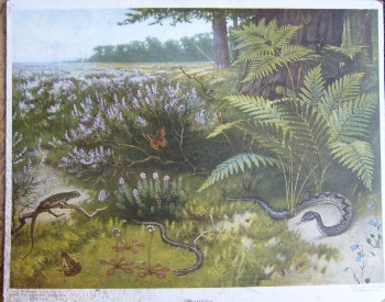 antique print (prent). - Schoolplaat. Reptilien. (Reptielen).
