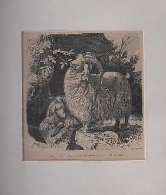 antique print. (prent). - Angora-geit. Capra hircus angorensis.