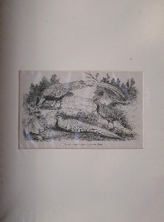 antique print. (prent). - Faisan argente. Phasianus nycthemerus. Fazanten.
