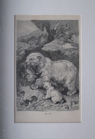 antique print. (prent). - Eisbar. Ijsbeer.