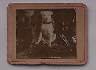 foto. photograph. - (hond). Antique little photograph of a Dog.