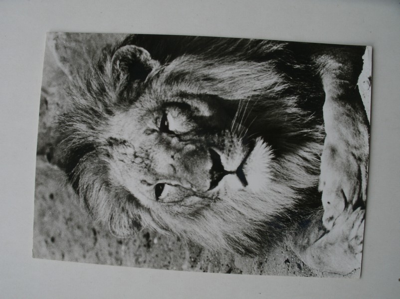 postcard. ansichtkaart. postkarte. - Leeuw.