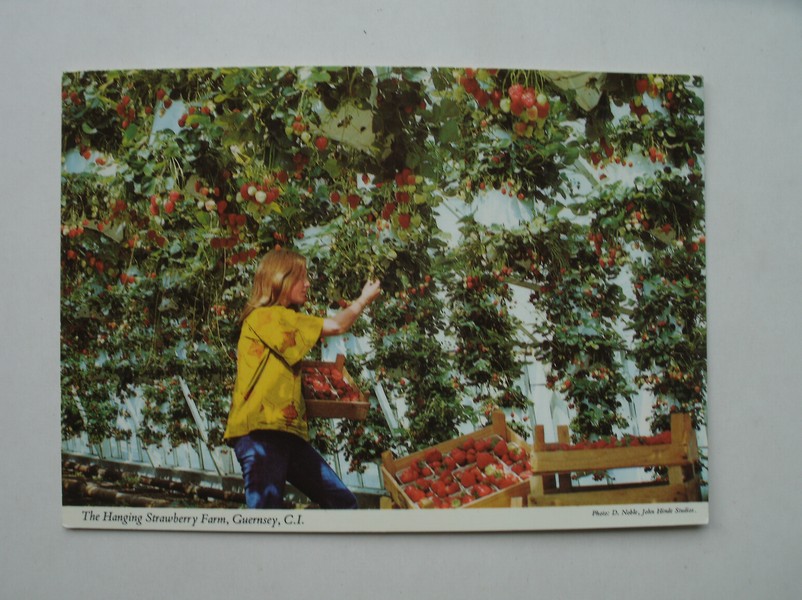 postcard. ansichtkaart. postkarte. - The Hanging Strawberry Farm. Guernsey.