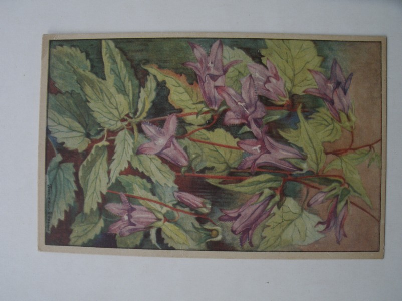 postcard. ansichtkaart. postkarte. - Bloemen van veld den bosch. Ruig Klokje. Campanula Trachelium.