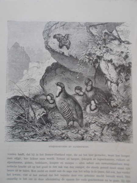 antique print (prent) - Steenhoenders en alpenspecht.