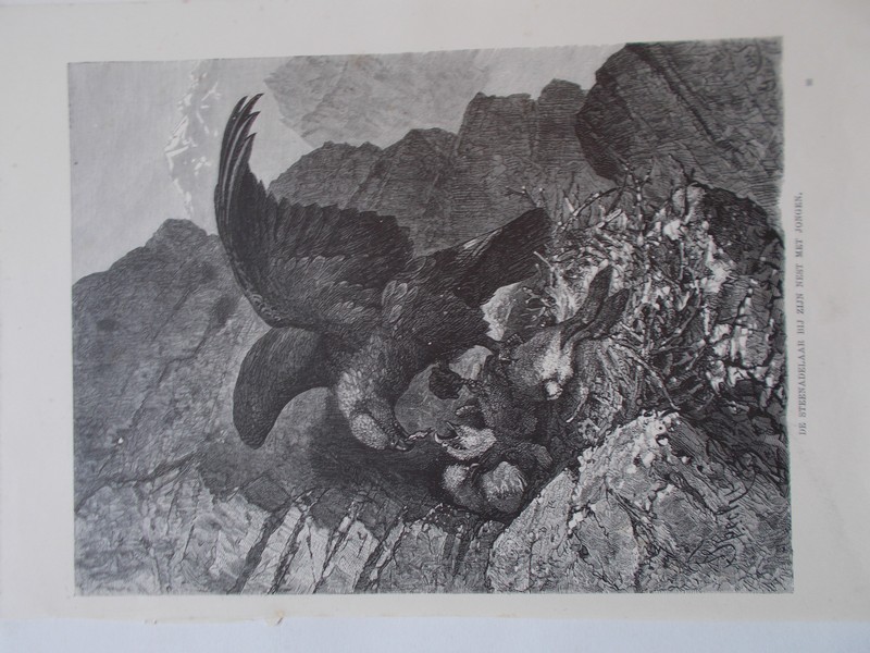 antique print (prent) - De steenadelaar bij zijn nest met jongen.