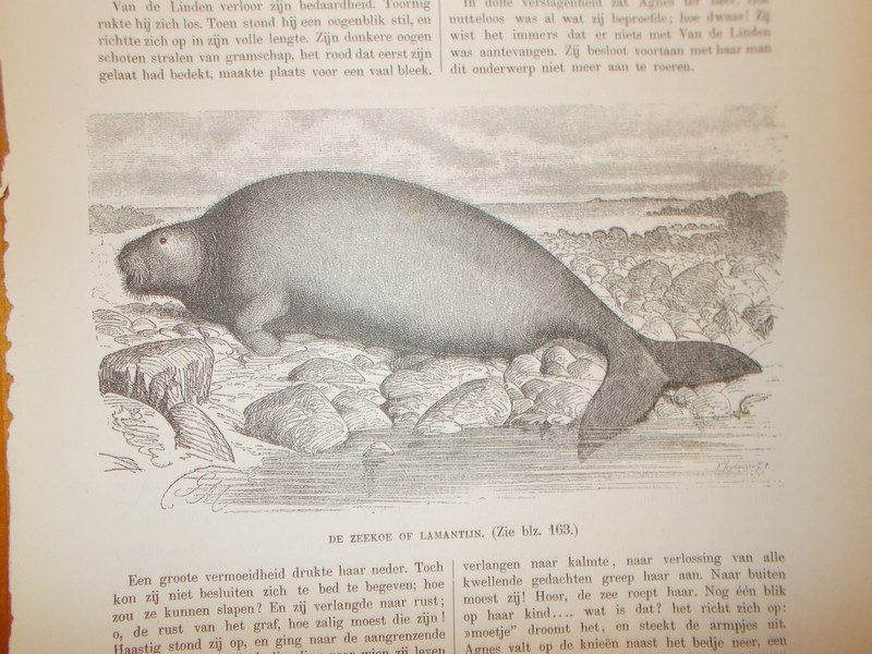 antique print (prent) - De zeekoe of lamantijn.