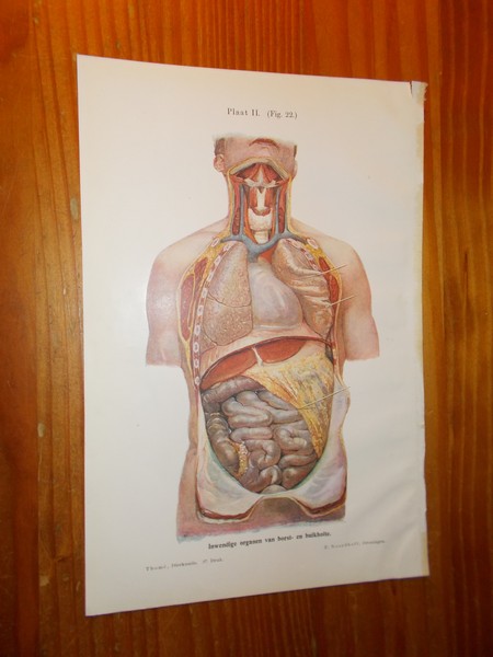 antique print (prent). - Inwendige organen van borst- en buikholte.