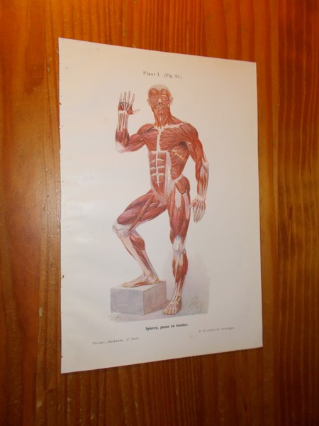 antique print (prent). - Spieren, pezen en banden.