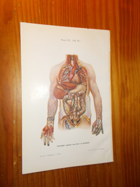 antique print (prent). - Inwendige organen van borst- en buikholte.