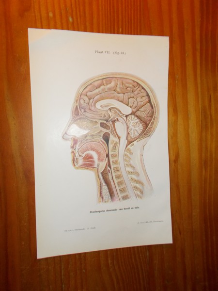 antique print (prent). - Overlangsche doorsnede van hoofd en hals.