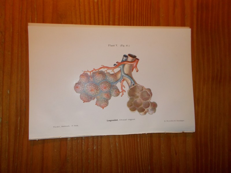 antique print (prent). - Longweefsel, 100 maal vergroot.